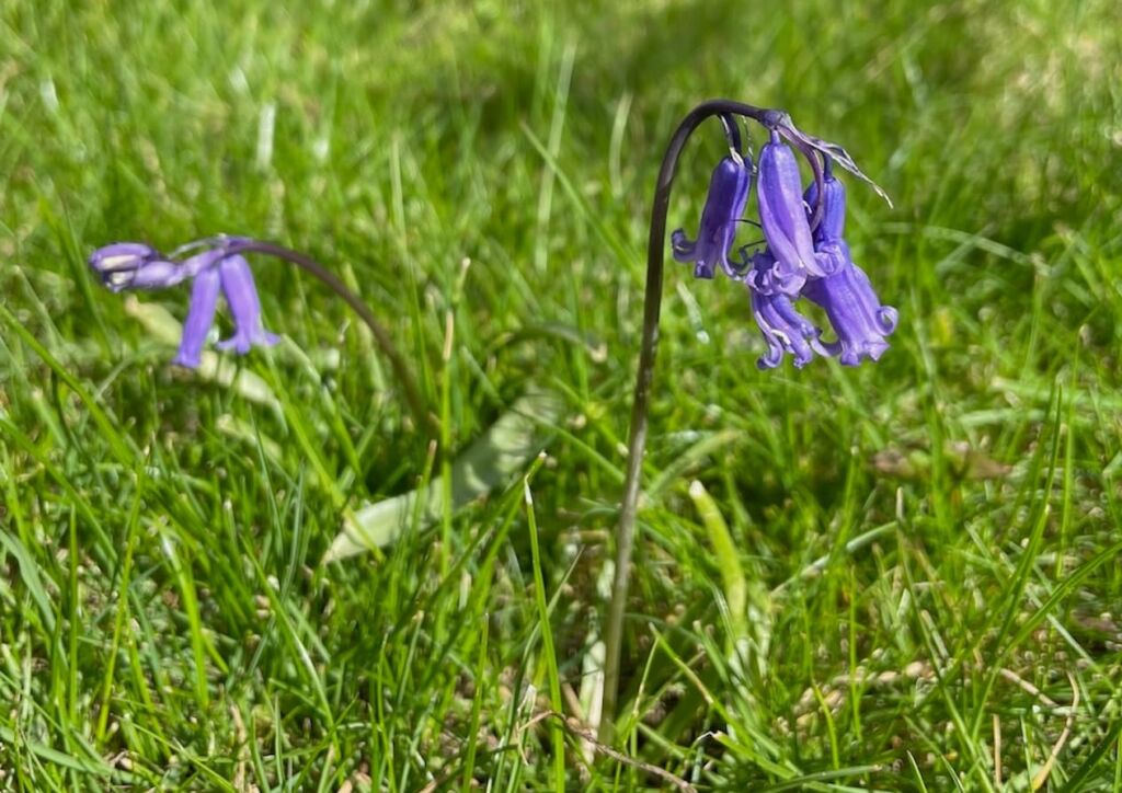 Do bluebells flower in year one?