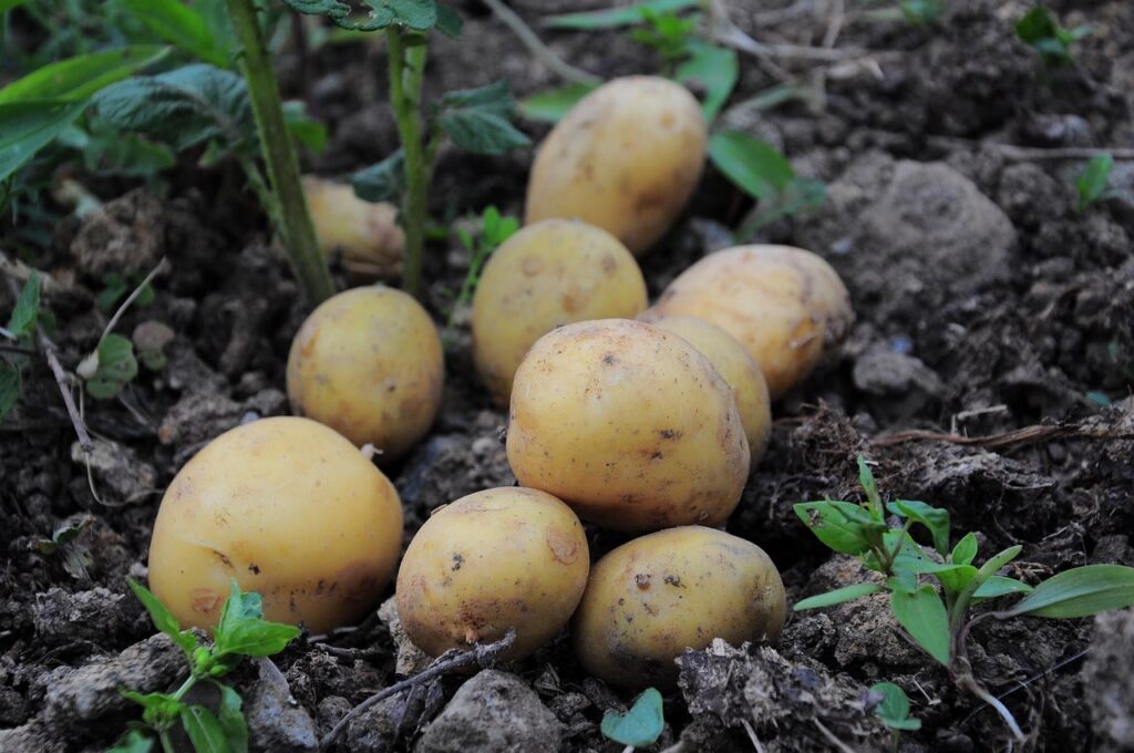 How to harvest potatos