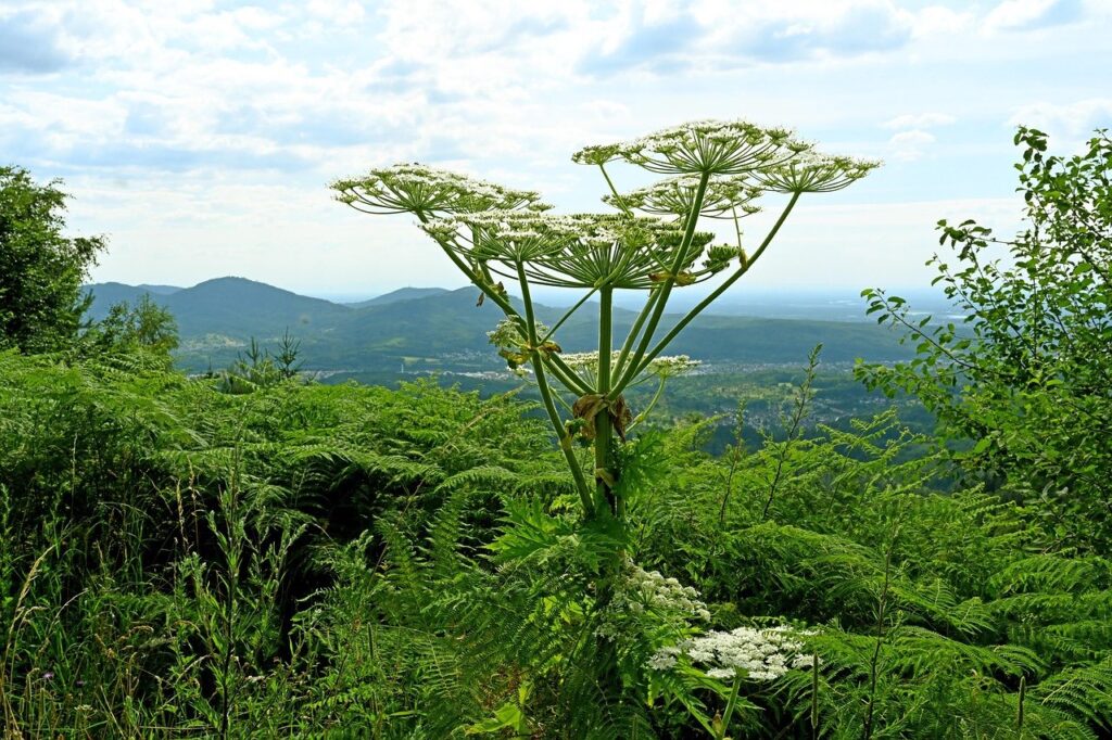 GIANTS HOGWEED