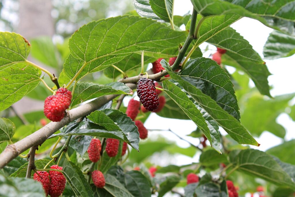 Mulberry trees