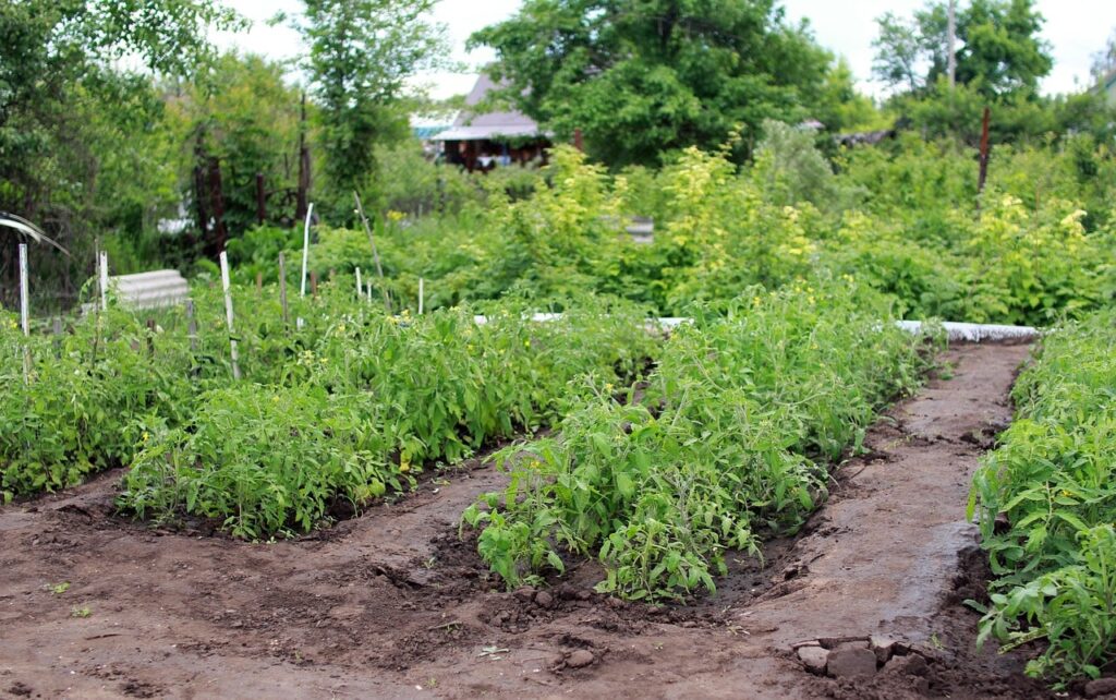 How to plant potatoes