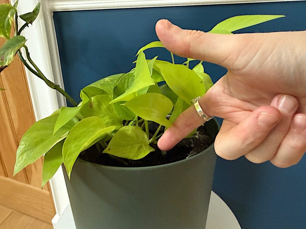 Finger test for soil moisture