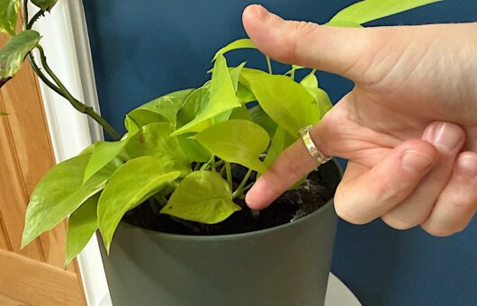 Finger test for soil moisture