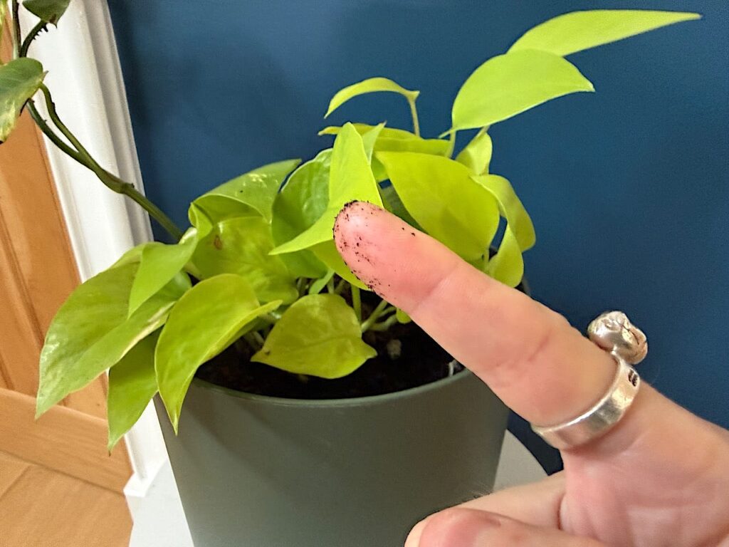 How to test if a plant need watering