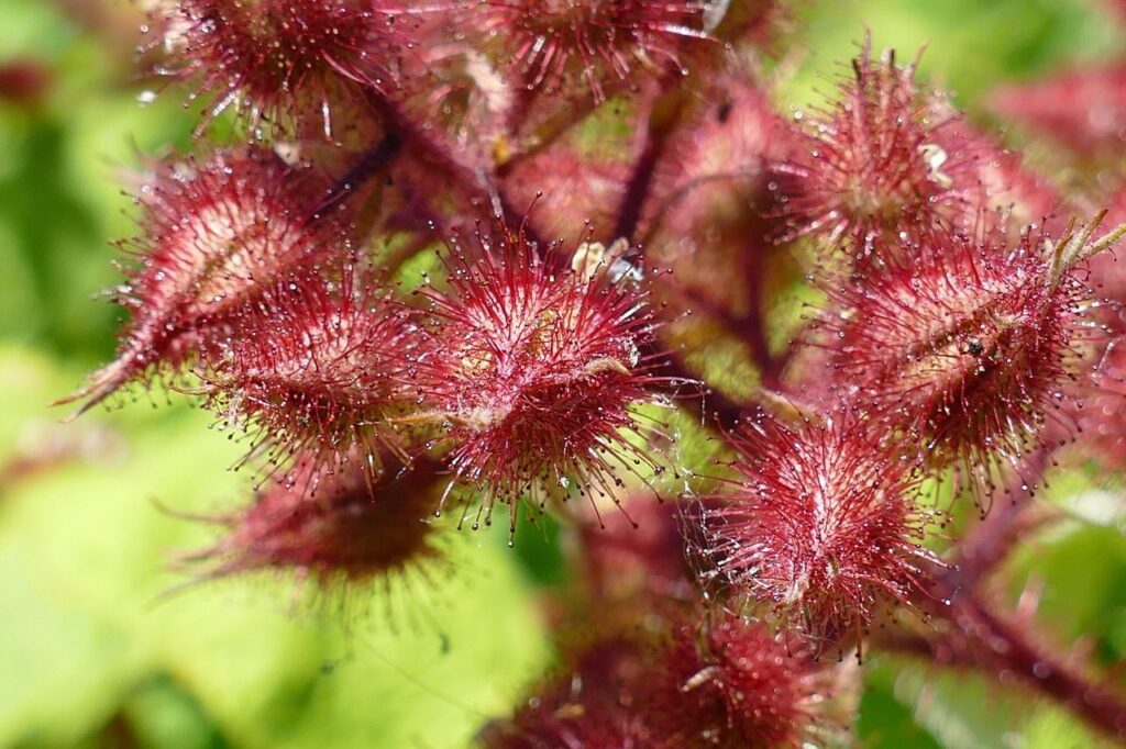 Japanese wineberry