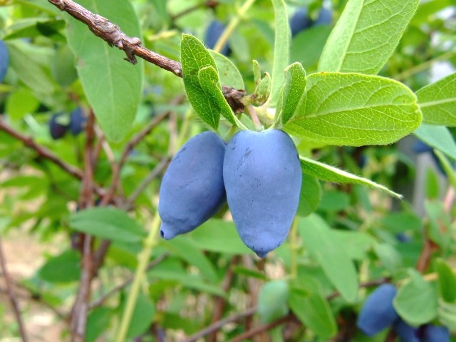 Honeyberry