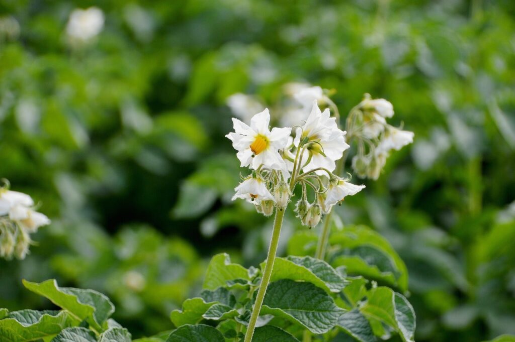 Planting potatoes in containers