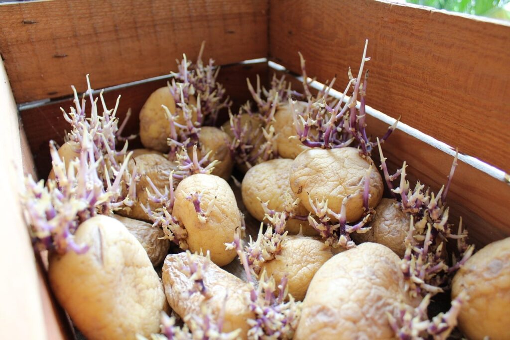 Potatoe growing