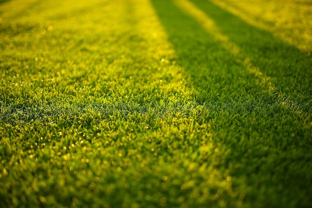 How to identify weeds in a lawn