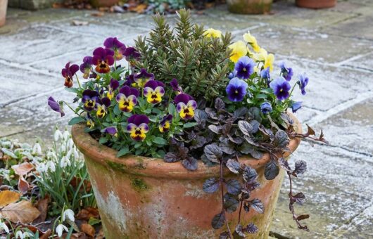 Layering of winter containers