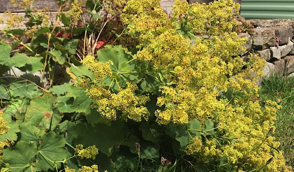 Achemillas yellow flowers