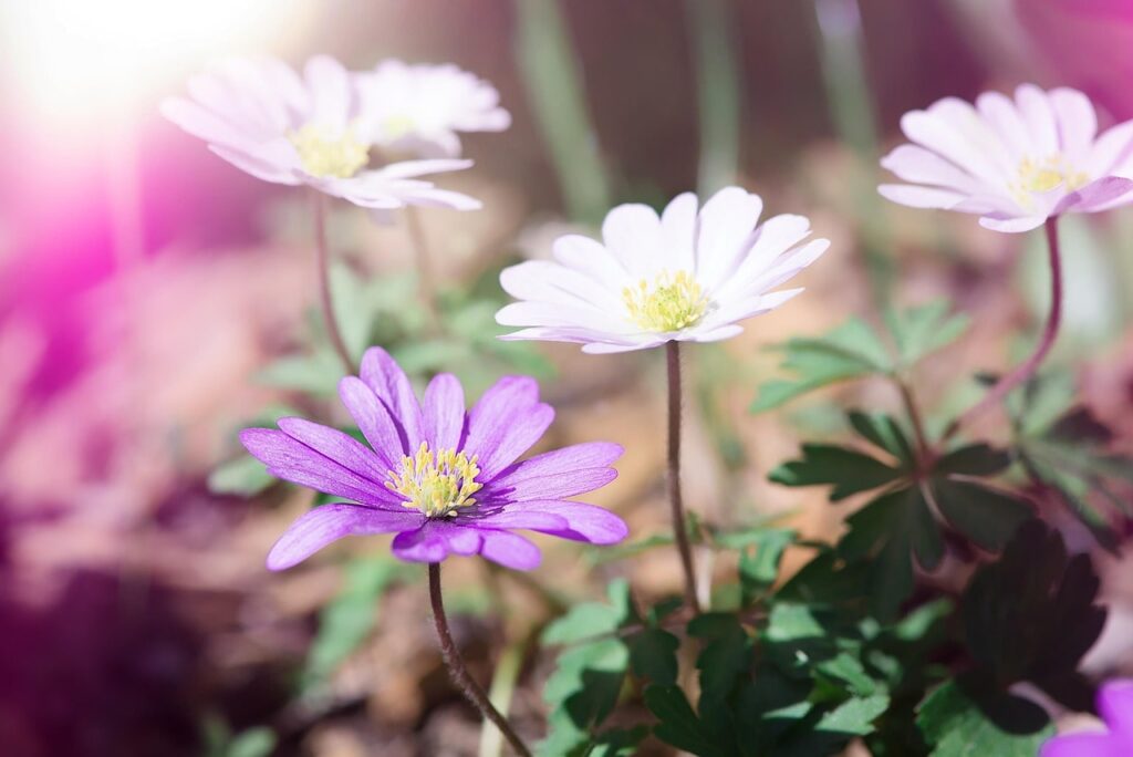 Pink anemones