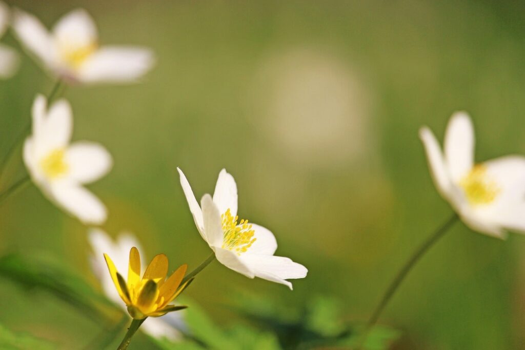 White anemone bulbs