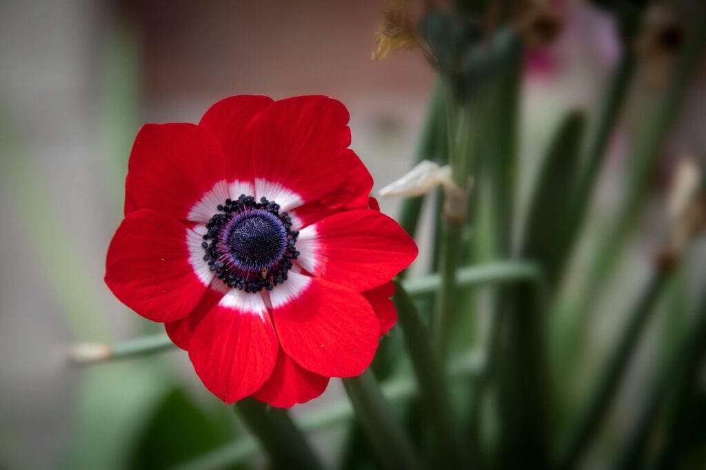 Red anemone bulbs