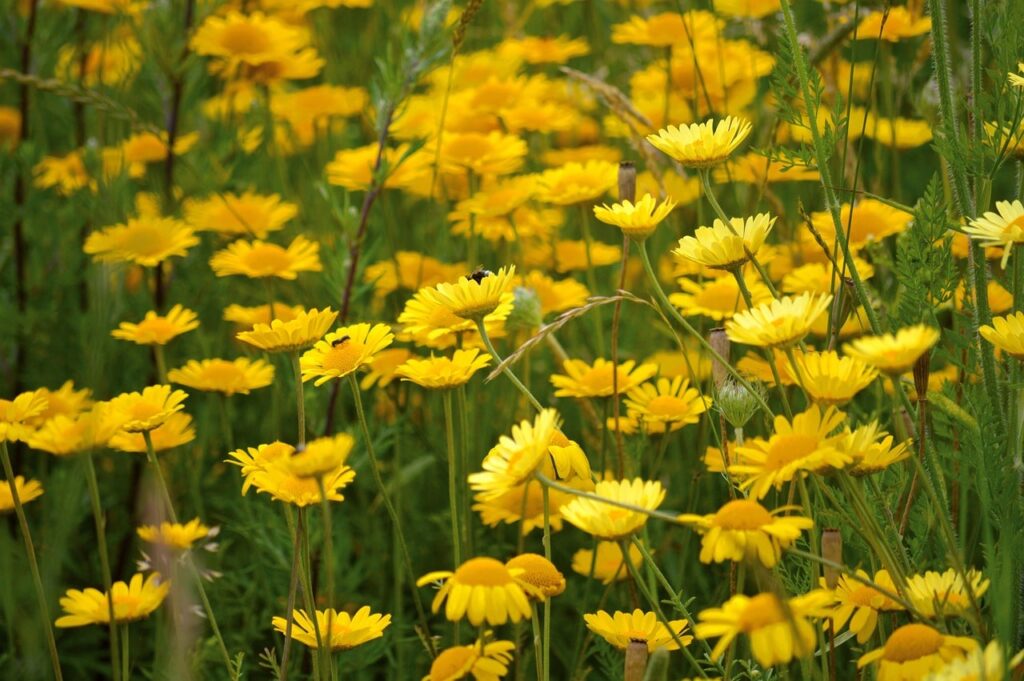 Anthemis yellow flowers
