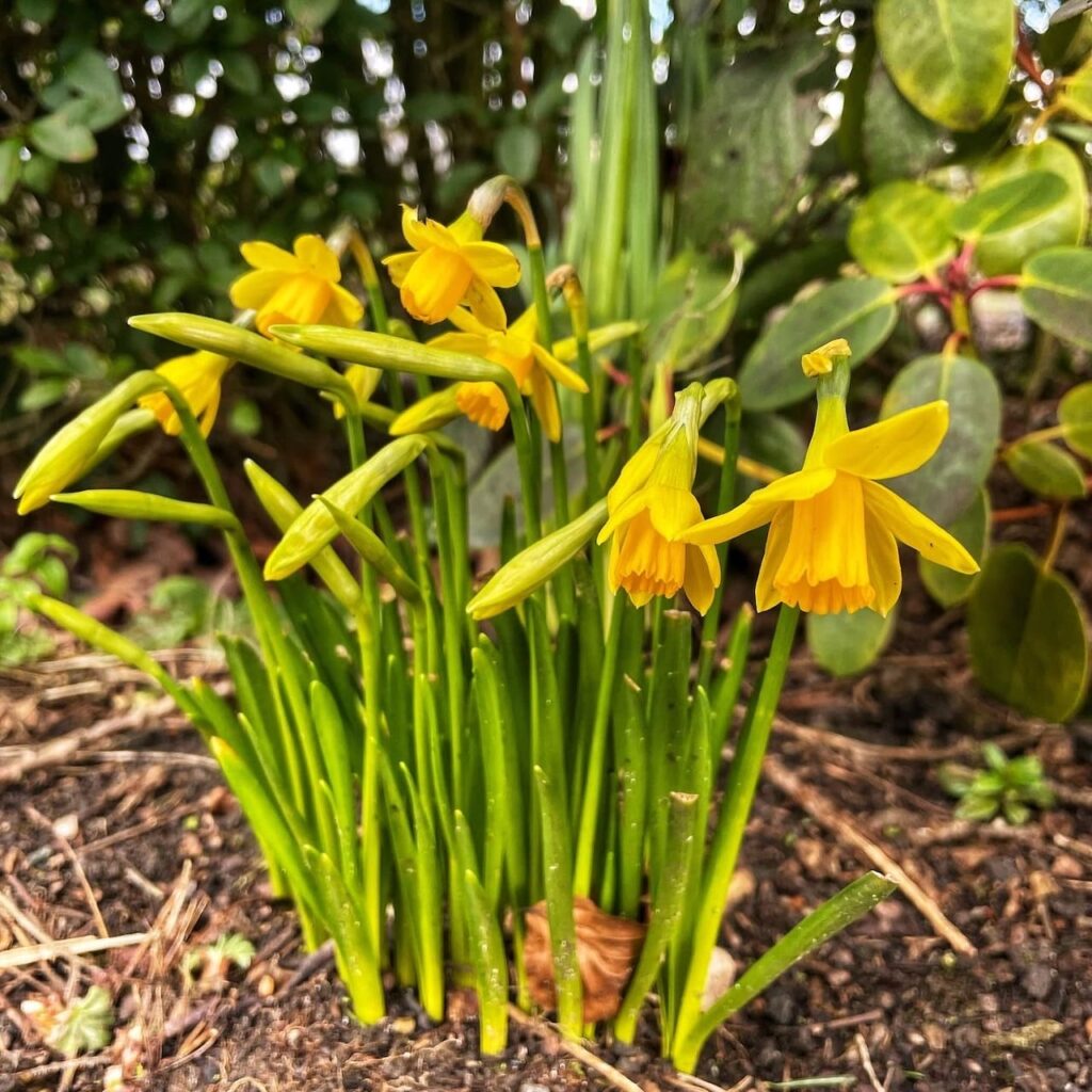 Are daffodils perennial bulbs