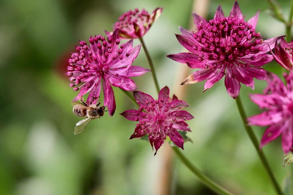 Purple astrantia plants