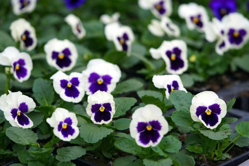 Winter pansies