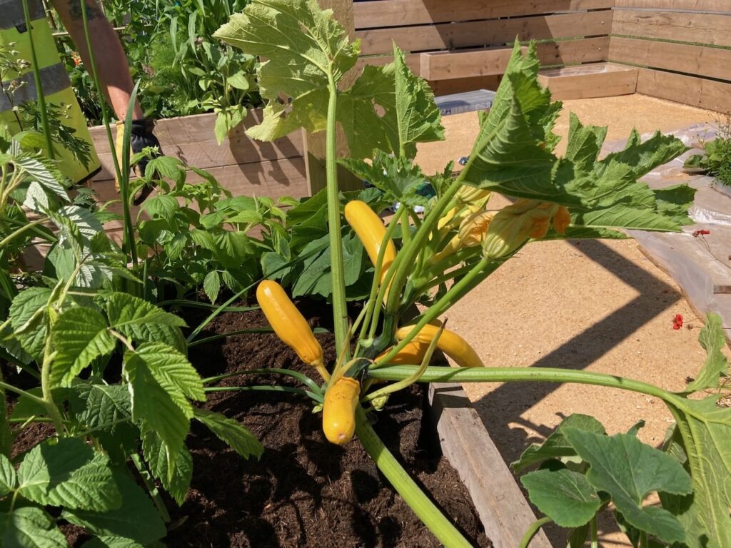 Courgettes guide to growing