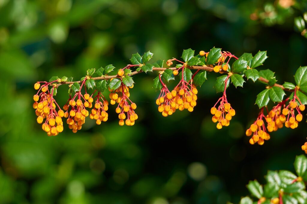 Evergreen berberis pruning