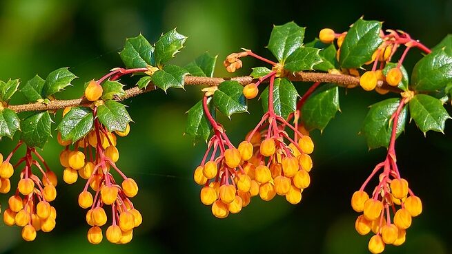 Evergreen berberis pruning