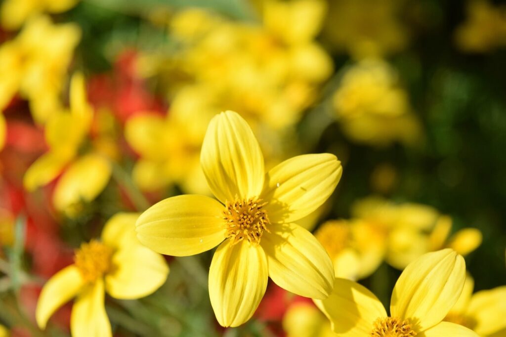 Yellow flowers guide