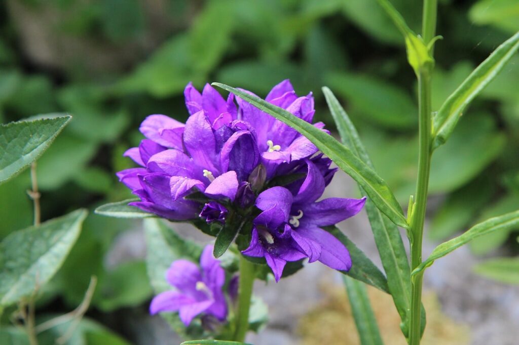 Purple plants campanula