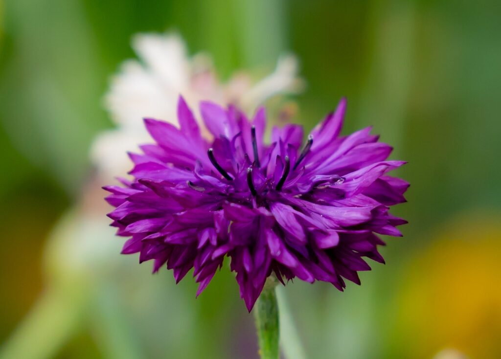 Centaurea cyanus 'Black Ball')