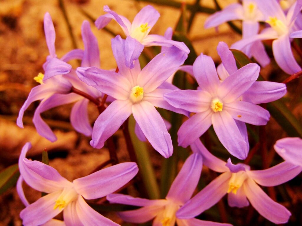 Pink star flowers