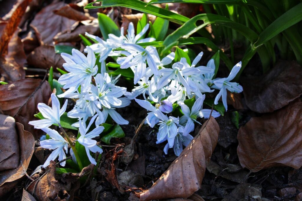 Glory of the snow plant