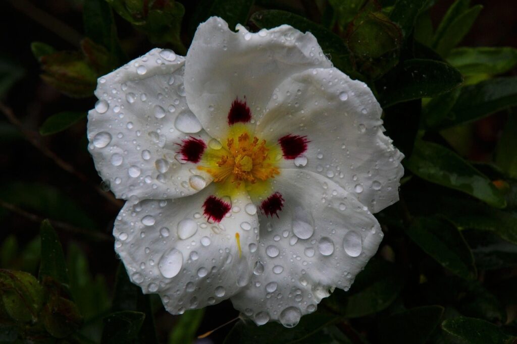 Gum cistus night scented plants