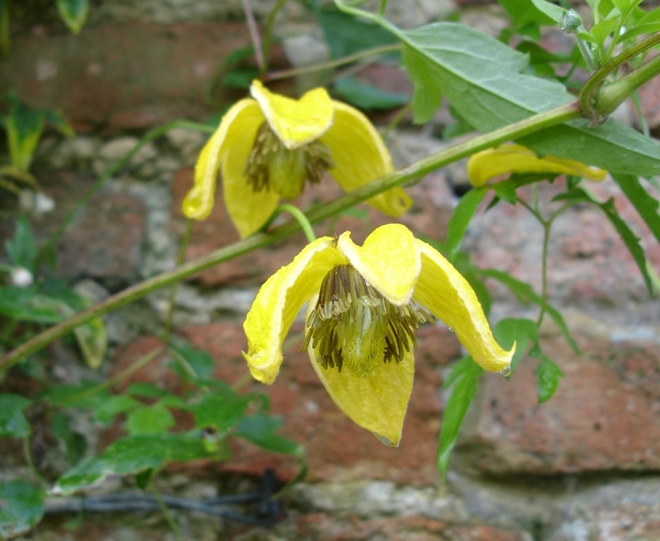 Yellow flowering plants