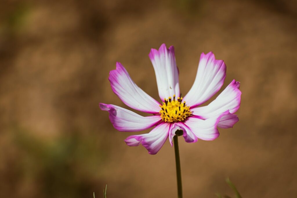 Purple cosmos plant