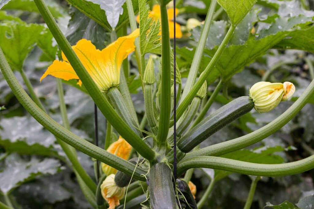 Courgettes and marrows guide
