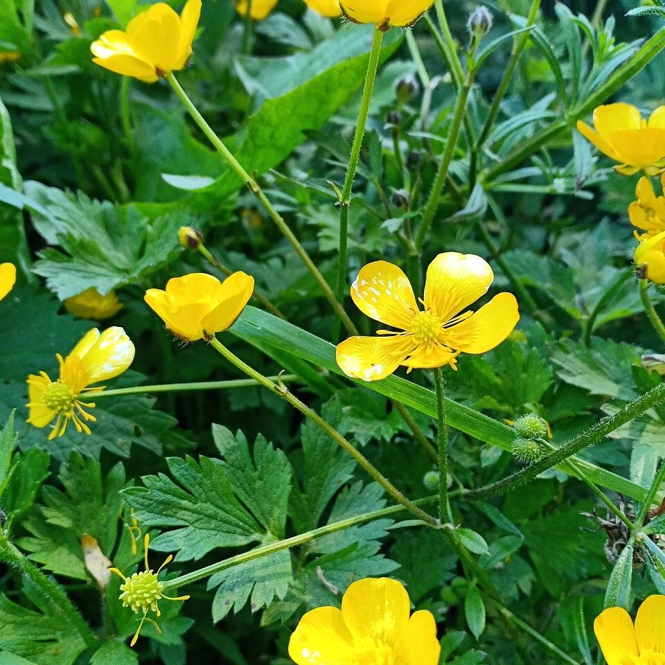 Creeping buttercup lawn weeds