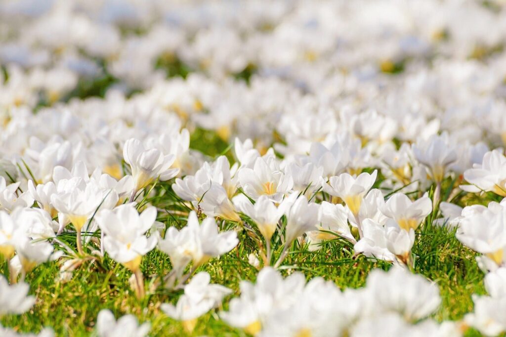 Cream crocus bulbs