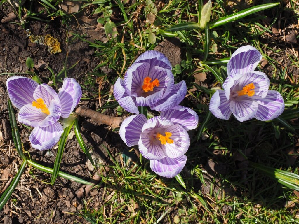 Crocus