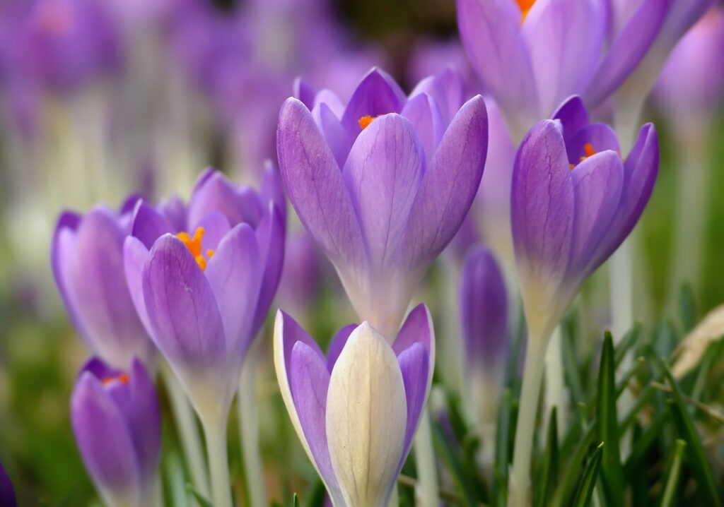 Crocus and purple plants