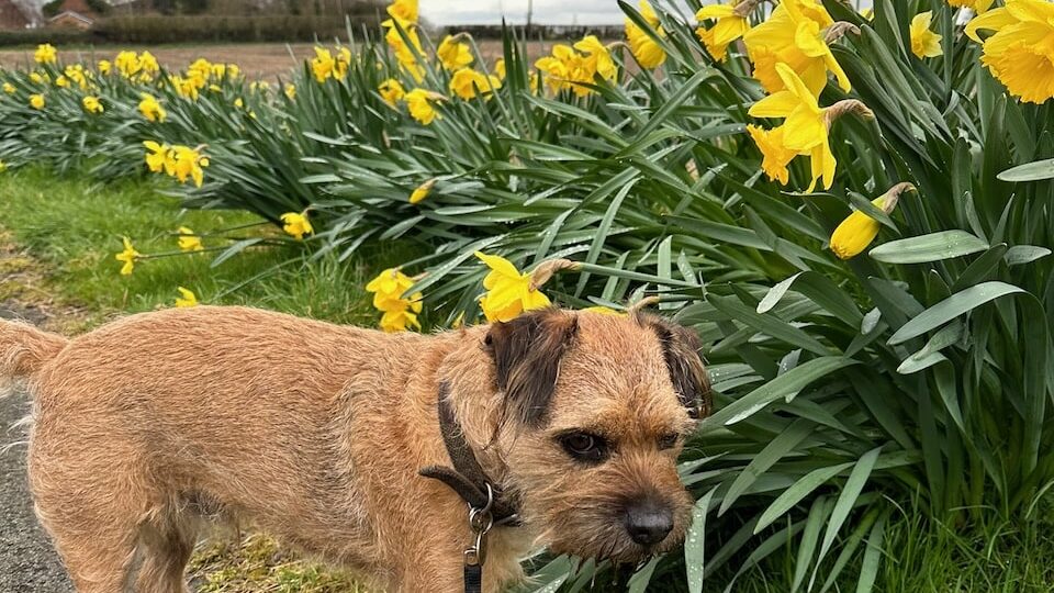 Planting daffodils guide
