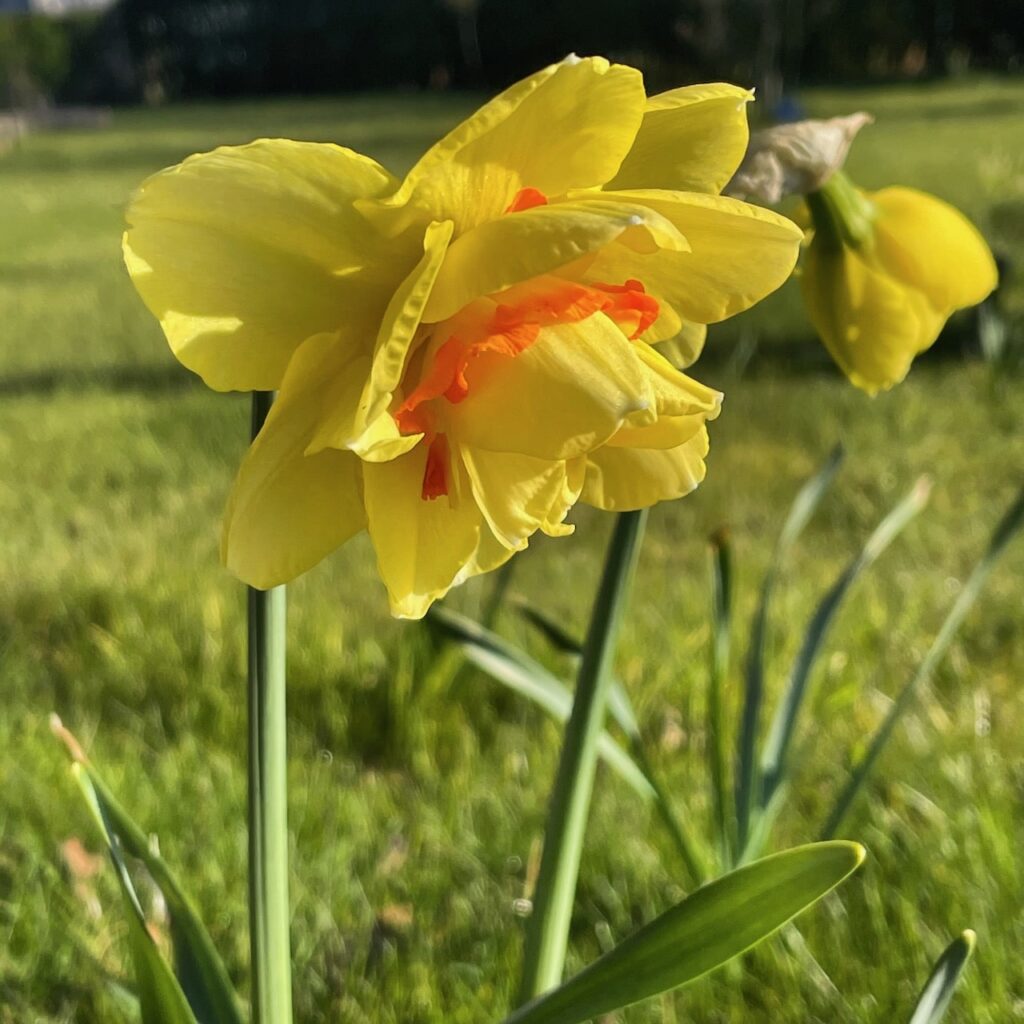 Daffodil planting guide
