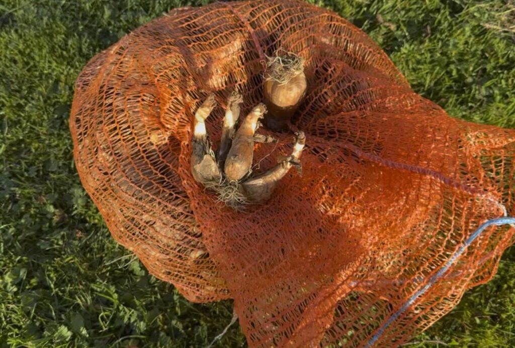 A bulk bag of daffodils