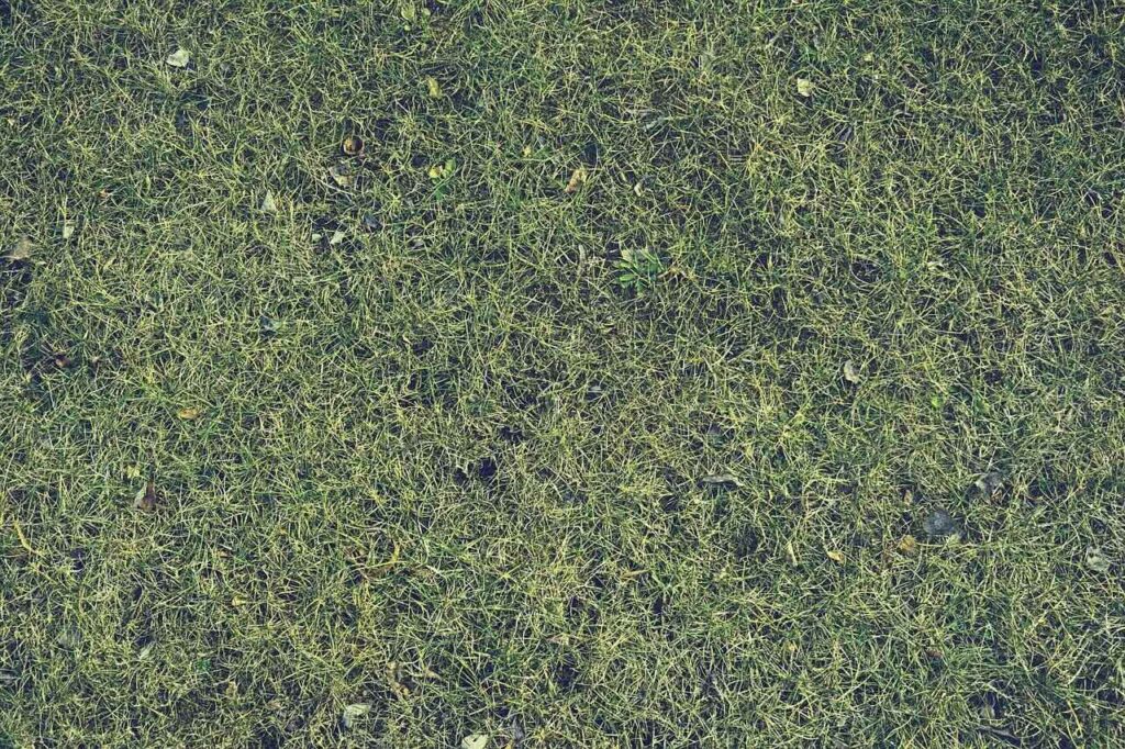 How to get moss out of lawns