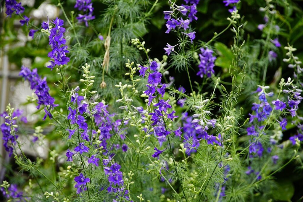 Purple delphinium