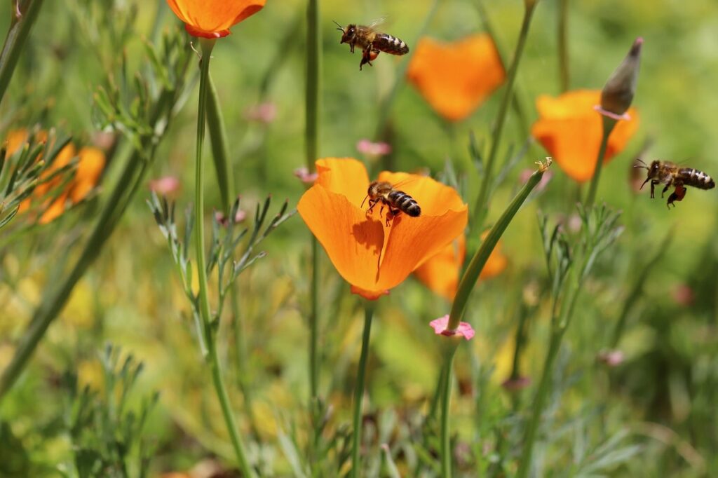 Cottage garden perennials