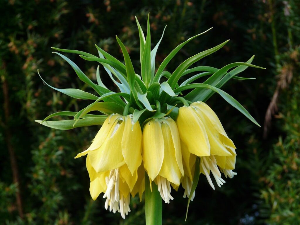 Yellow pinapple lily