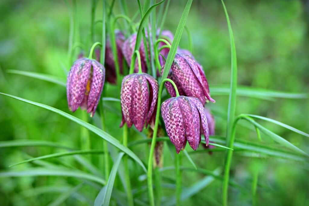 Snake head bulbs