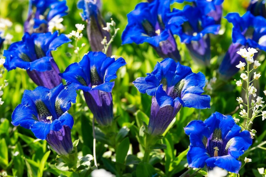 Blue gentian