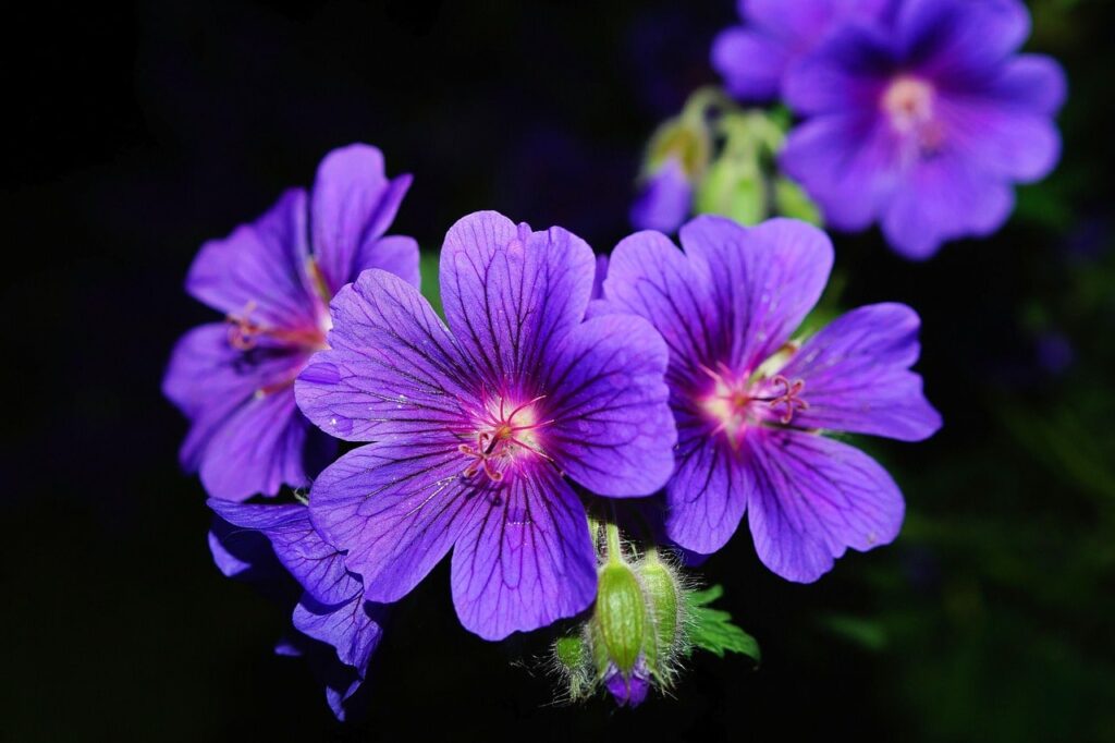 Hardy purple geranium