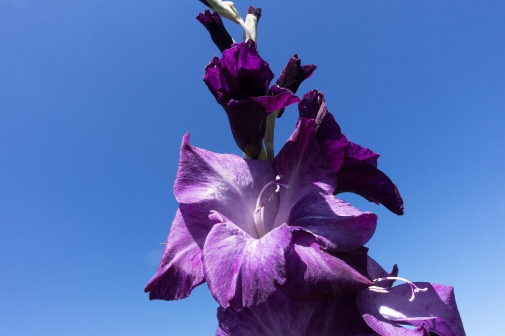 Gladioli purple