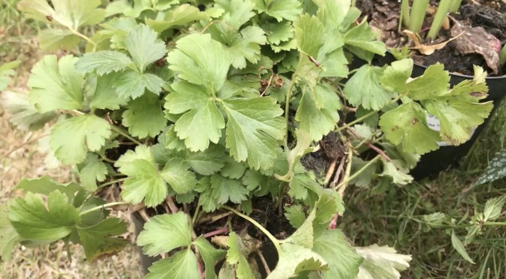 When to plant strawberries